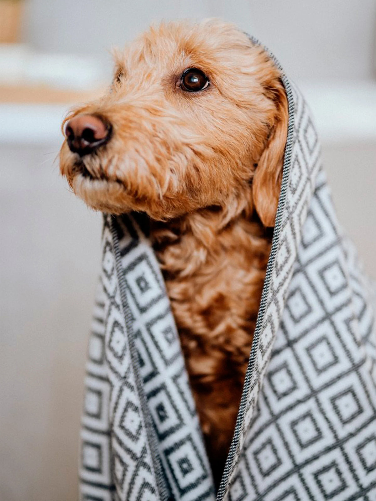 Labbvenn LINAA Hundehåndklæde – Eksklusivt bambushåndklæde til hunde