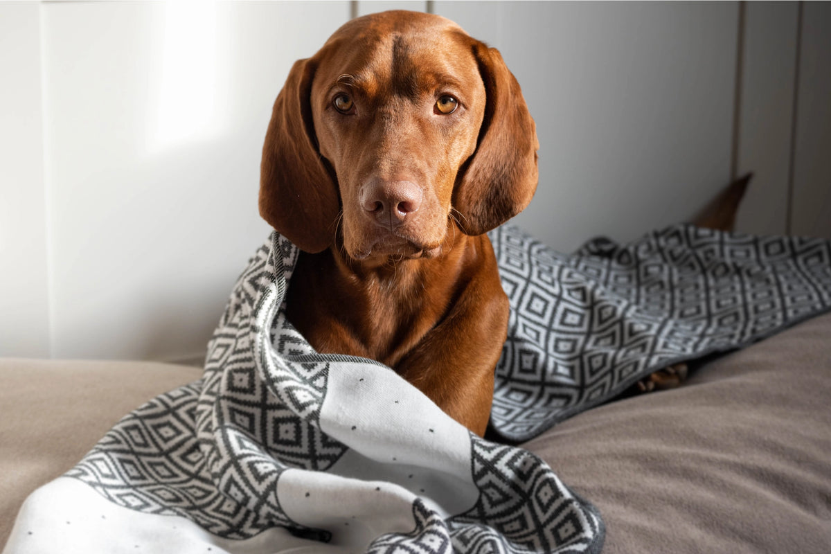 Labbvenn LINAA Hundehåndklæde – Eksklusivt bambushåndklæde til hunde