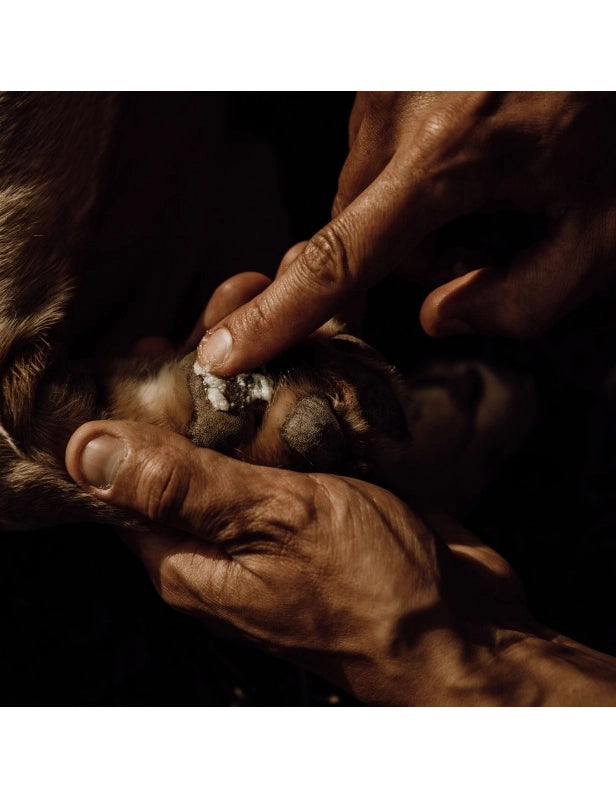 Premium Potebalsam til Hund – Naturlig beskyttelse og pleje af hundens poter