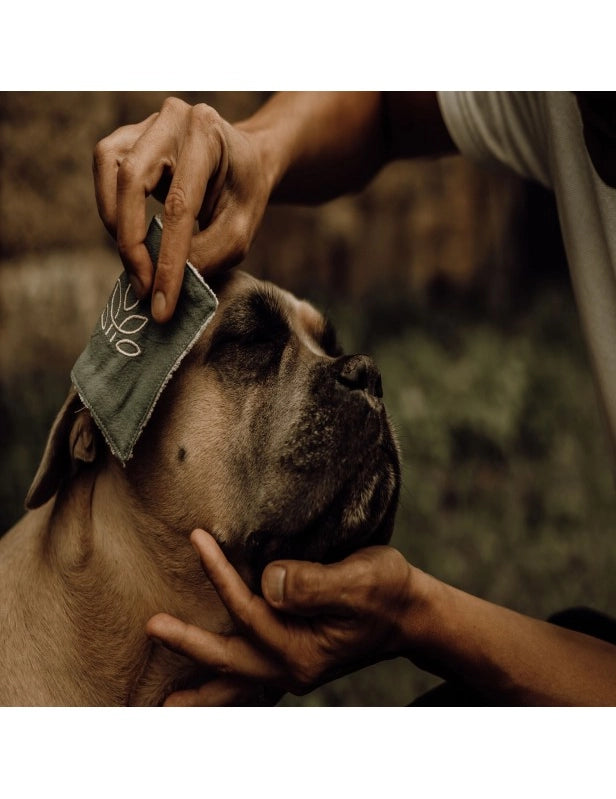 Premium Renselotion til Hunde – Naturlig pleje af øjne, ører og snude